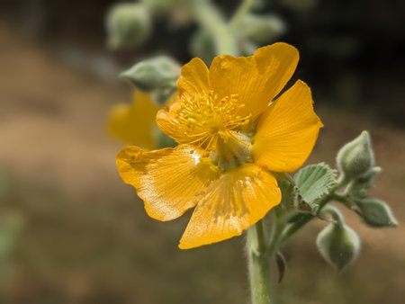 Yellow flower of mallow, lat. Alcea roseaの写真素材