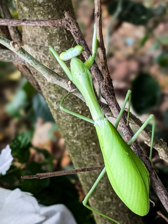 Green praying mantis on a branch in the garden, Thailand.の写真素材