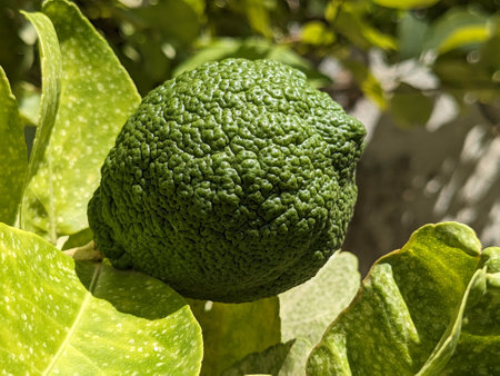 Green kaffir lime fruit on a tree in the garden.