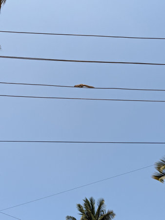 A bird sits on a wire against the background of a blue sky.