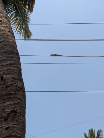 Coconut tree with a bird sitting on the electric wire.の写真素材