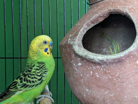 Budgerigar parrot sitting on a pergolaの写真素材