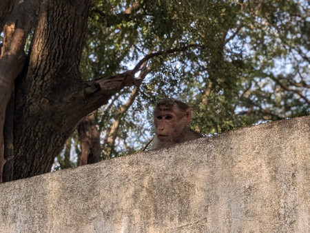 monkey sitting on a wall in the shade of a tree in the park