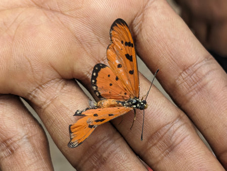 Butterfly on human hand, close-up shot, selective focus