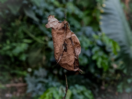 Dry leaf on the tree in the garden. Selective focus.