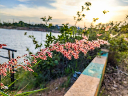 Flowering grass on the bank of the river. The background is blurred.の写真素材