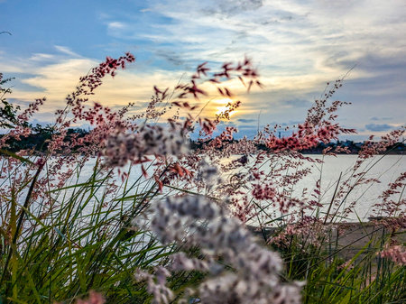 Sunset at the lake with grasses and flowers in the foregroundの写真素材