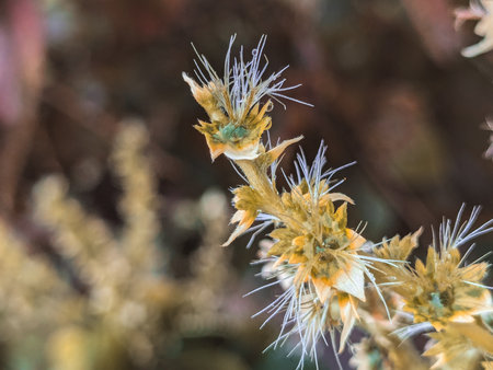Cactus flower in winter, Thailand. (Selective focus)