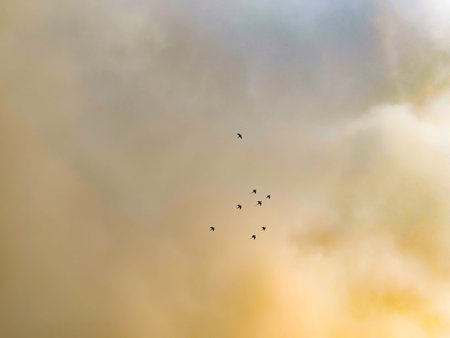 flock of birds flying in the sky at sunset, nature series