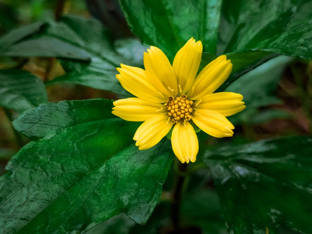 Beautiful yellow flower on green leaves background, (Selective focus)