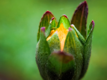 Close up of the bud of a flower with a blurred background.の写真素材