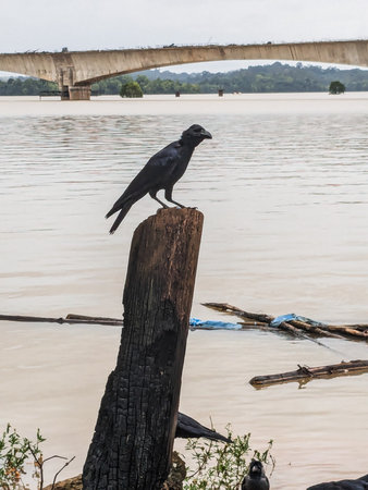 Crow sitting on a tree trunk in the river, Thailand.の写真素材