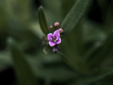 Lavender flower in the garden, close-up macro photographyの写真素材