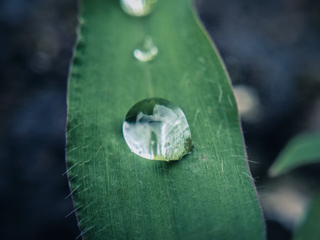 Water drop on a green leaf. Nature background. Shallow depth of field.