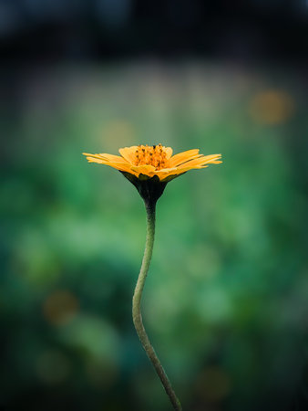 Close up of yellow flower with blurred background,  (Selective focus)