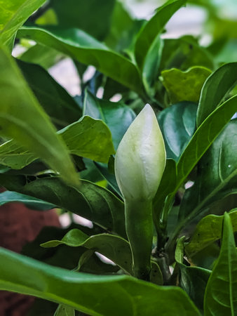 Close up of green magnolia tree in the garden, Thailand.の写真素材