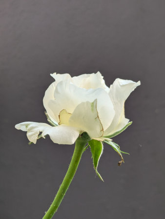 White rose on a black background, close-up, selective focusの写真素材