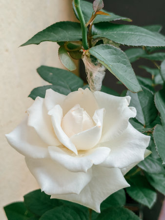 Beautiful white rose with green leaves on the background of a gray wallの写真素材