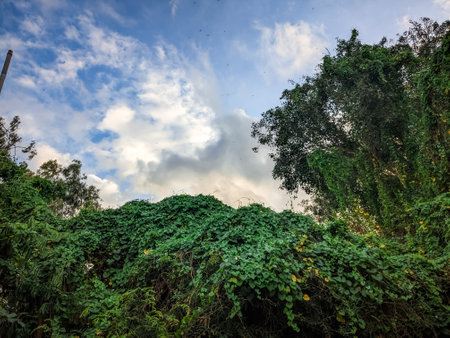 Green leaves on the blue sky and white clouds background, Thailand.の写真素材