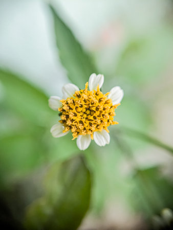 Close up of Zinnia flower, Thailand. (selective focus)の写真素材