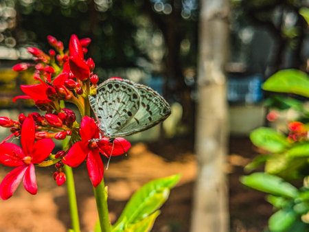 Butterfly on red flower in garden, Thailand. (Selective focus)の写真素材