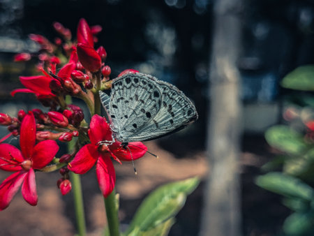 Butterfly on red flower in the garden,Thailand.