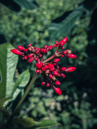 Ixora coccinea flower with filter effect retro vintage styleの写真素材