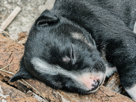 Sleeping black dog Selective focusの写真素材