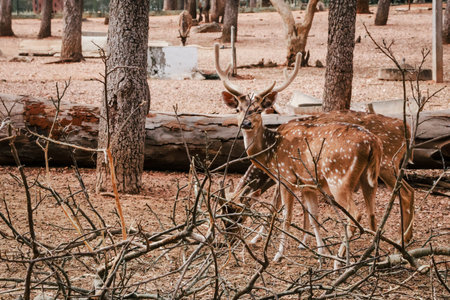 Beautiful deer in the zoo. Wildlife scene from nature. Deer in the parkの写真素材