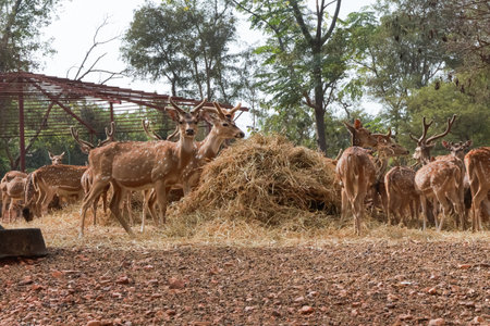 Herd of deer eating hay in the zoo,の写真素材