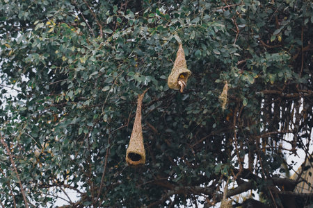 Bird nest hanging on a tree in the garden. Nature background.の写真素材