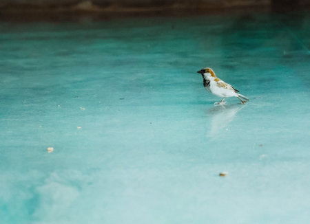 Little bird on the ice of the lake in the park, Thailand.の写真素材