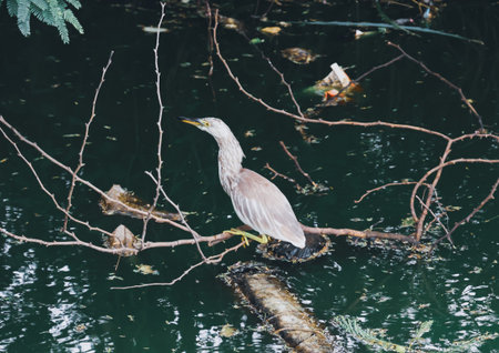 Chinese Pond Heron or Ardeola cinerea in natural habitatの写真素材