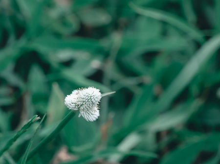 White flower on green grass background, vintage tone, soft focus.