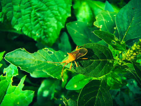 Stinkbug on green leaf, (Selective focus)