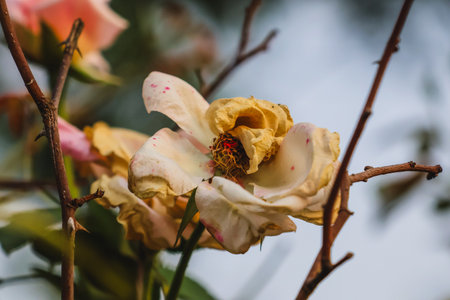 Roses in the garden, Roses are beautiful with a beautiful sunny day.