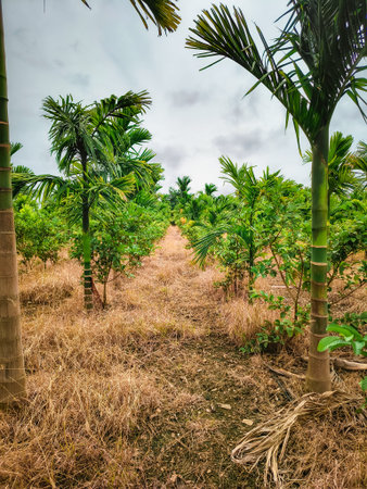 Rows of palm trees on a plantationの写真素材