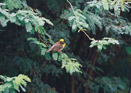 Asian golden weaver bird sitting on a branch in the forest.