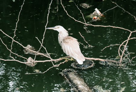 Heron on a branch in the water, closeup of photo