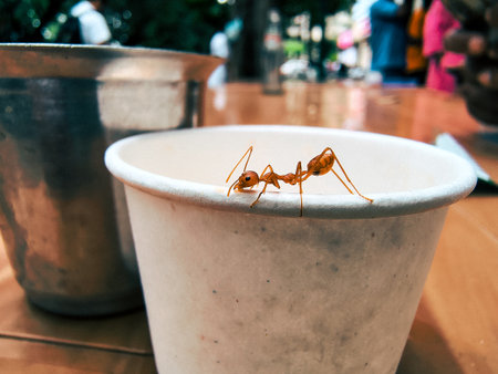 Ants on a white pot. Ants are one of the most common insects.の写真素材