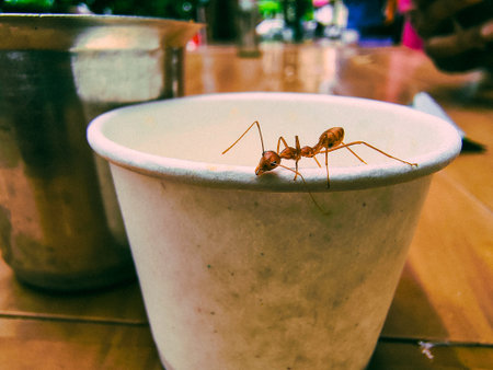 Ants on a flower pot in a coffee shop,の写真素材