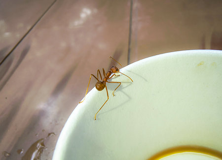 Ants on a white cup of coffee, closeup of photoの写真素材