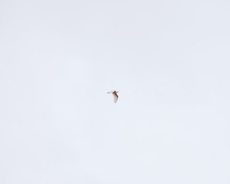 Little egret flying in the cloudy sky. Little egret flying in the sky.の写真素材