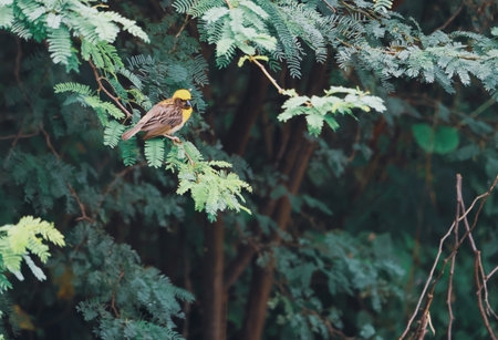 A bird perched on a branch in the rainforest, India.