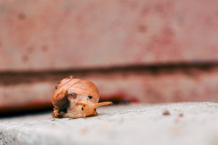 Snail crawling on the ground. Snail crawling on the ground.の写真素材