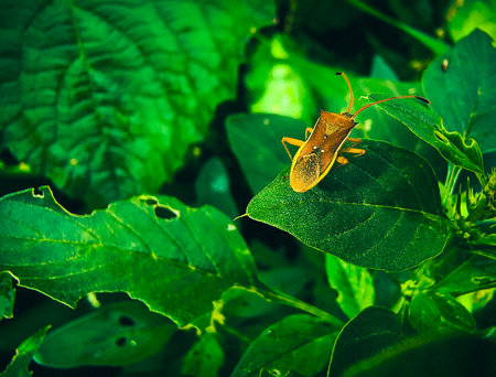 Orange bug on a green leaf in the garden. Macro shot.の写真素材