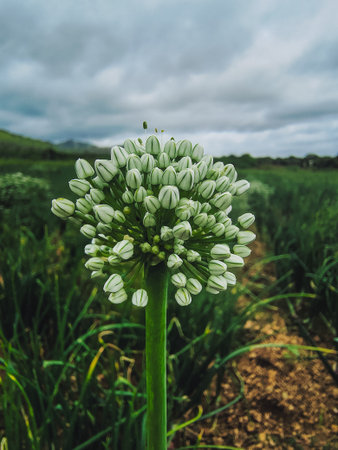 Close up of green onion flower in field with cloudy sky background.の写真素材