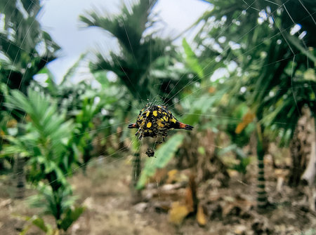 Spider in the rainforest on the island of Bali, Indonesiaの写真素材