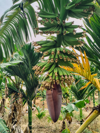 Bunch of ripe bananas growing on a banana tree in the gardenの写真素材