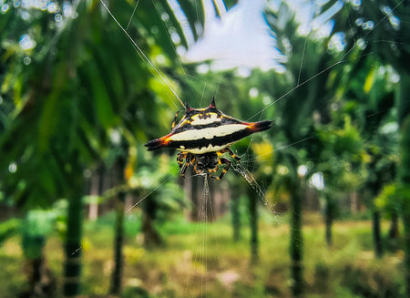 spider on a spider web in the jungle, beautiful photo digital pictureの写真素材